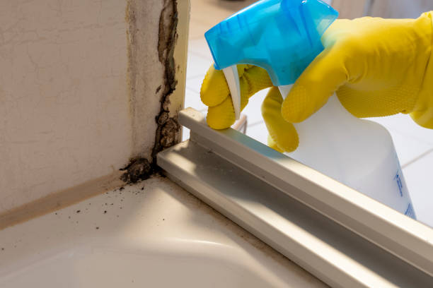 Professional Mold Removal in Morrisville, PA